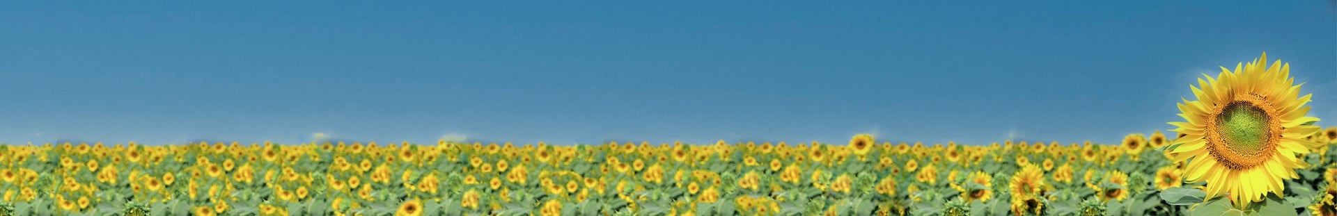 bnr-field-of-sunflowers-01