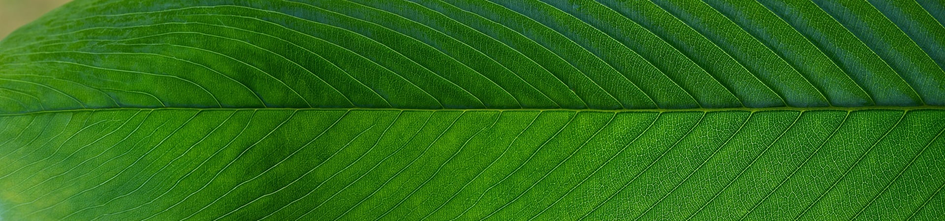 bnr-green-leaf-close-up-03