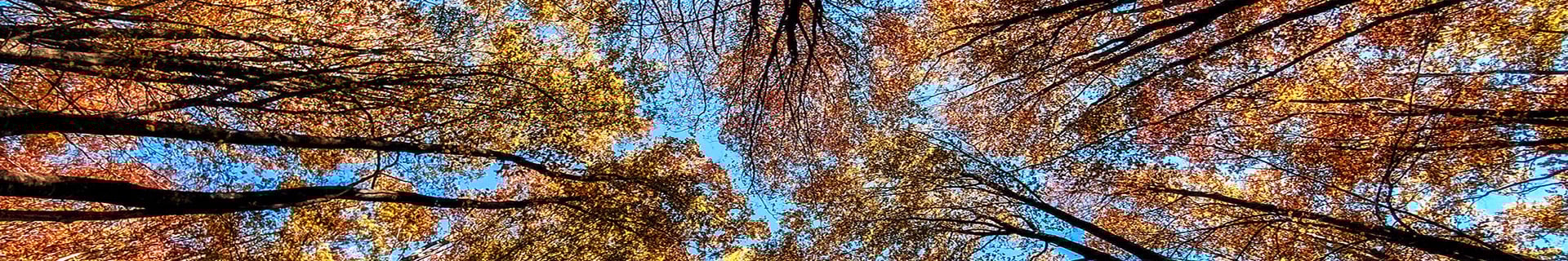 bnr-trees-viewed-from-ground-up-05