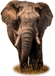 img-elephant-07-isolated-01