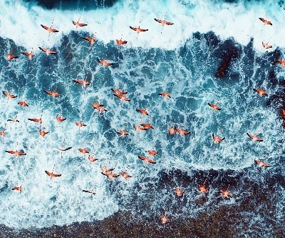 img-flamingos-flying-over-beach-viewed-from-above-01
